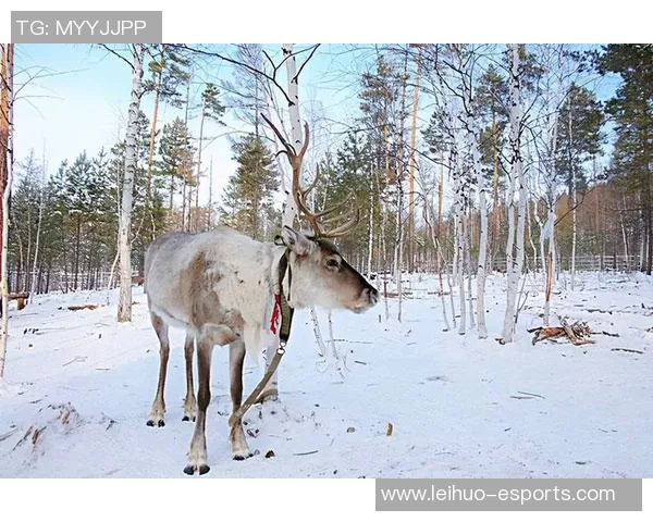 雄鹿栖息地与生态保护：探索雄鹿在自然环境中的生存挑战与未来发展潜力